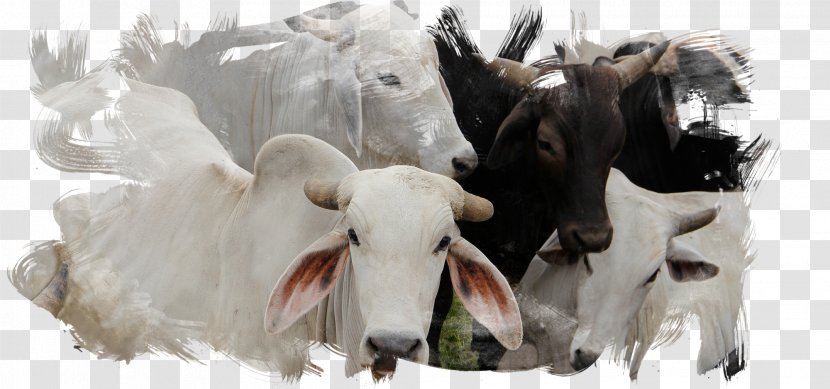 Dairy Cattle Domestic Pig Animal Slaughter Goat - Livestock Transparent PNG