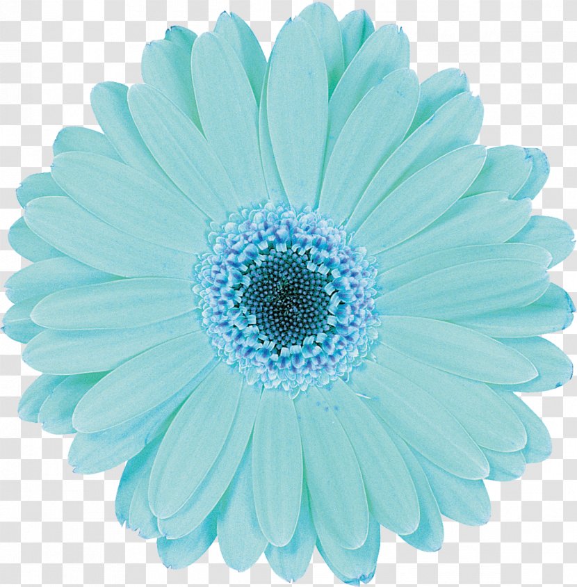 Flower Aqua Baby Shower Blue Photography - Chrysanths - Gerbera Transparent PNG