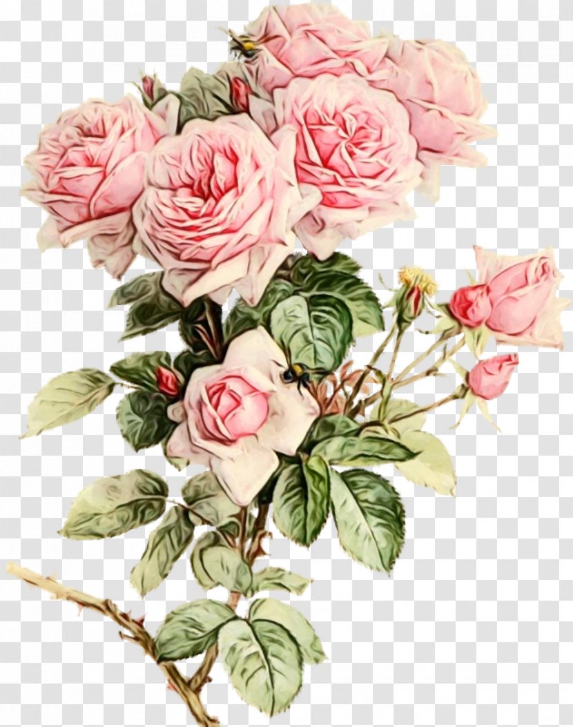 Watercolor Painting Garden Roses Drawing - Camellia Transparent PNG