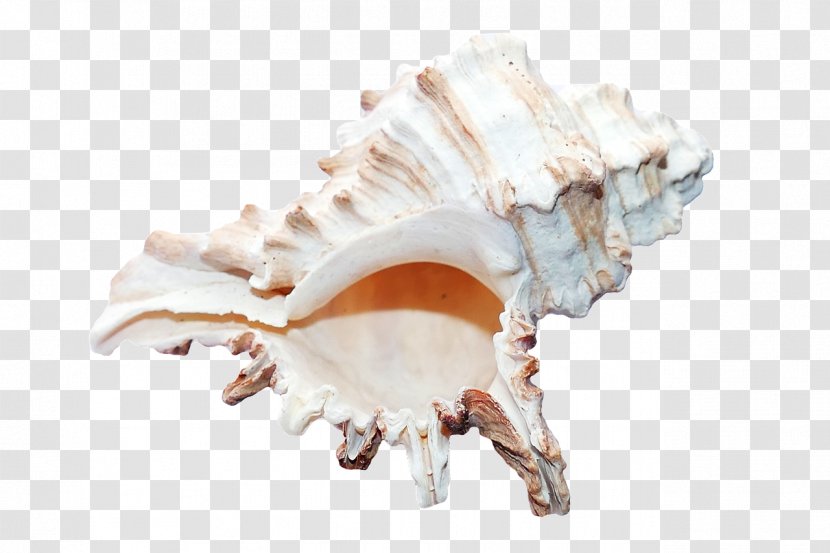 Seashell - Sea - Starfish Transparent PNG