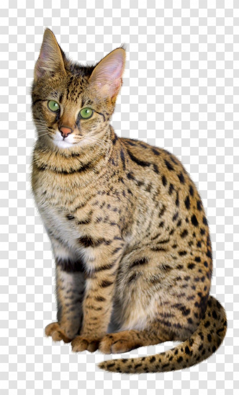 Savannah Cat Bengal Kitten Chausie Exotic Shorthair Transparent PNG