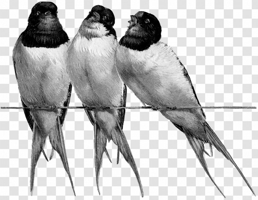 Beak Bird Feather Drawing Fauna - Vertebrate - Swallows Transparent PNG