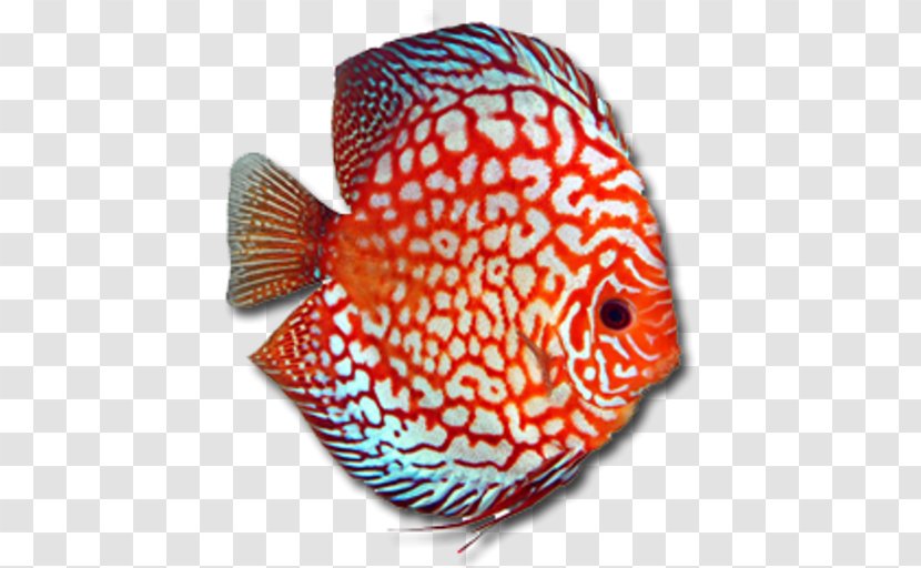 Discus Dolany Olomouc Bony Fishes Fishkeeping - Organism Transparent PNG