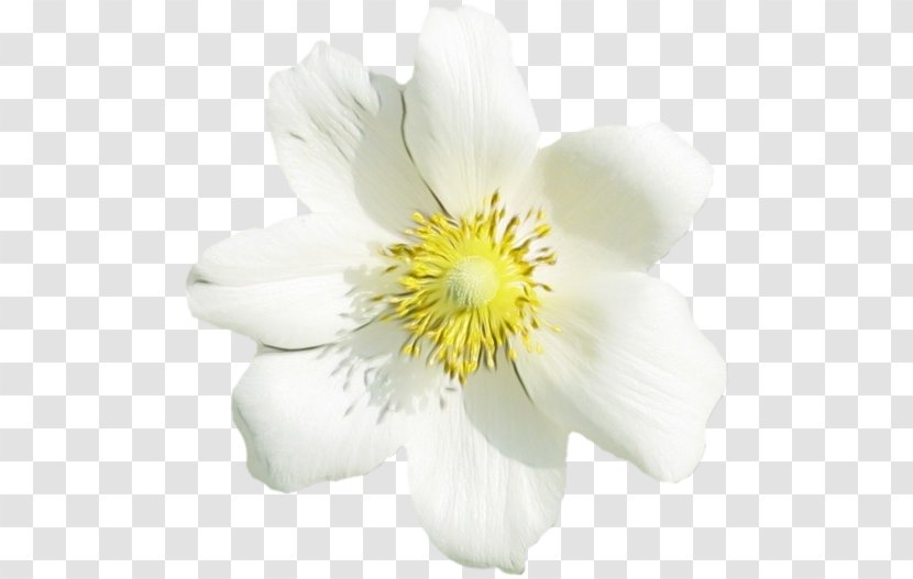 Flower Flowering Plant White Petal - Mock Orange Windflower Transparent PNG