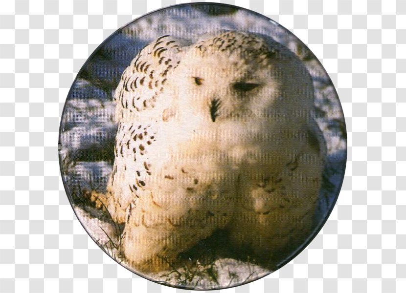Snowy Owl Bird Of Prey Beak Transparent PNG