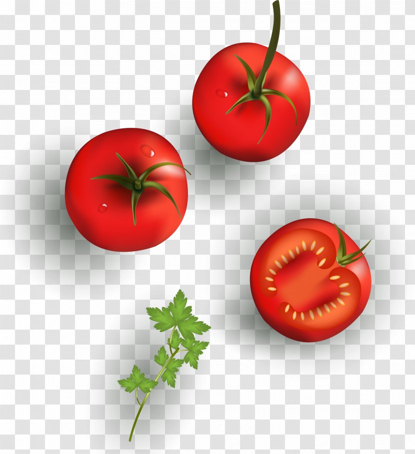 Cherry Tomato Clip Art Vector Graphics Bush - Indonesian Vegetables Poster Transparent PNG