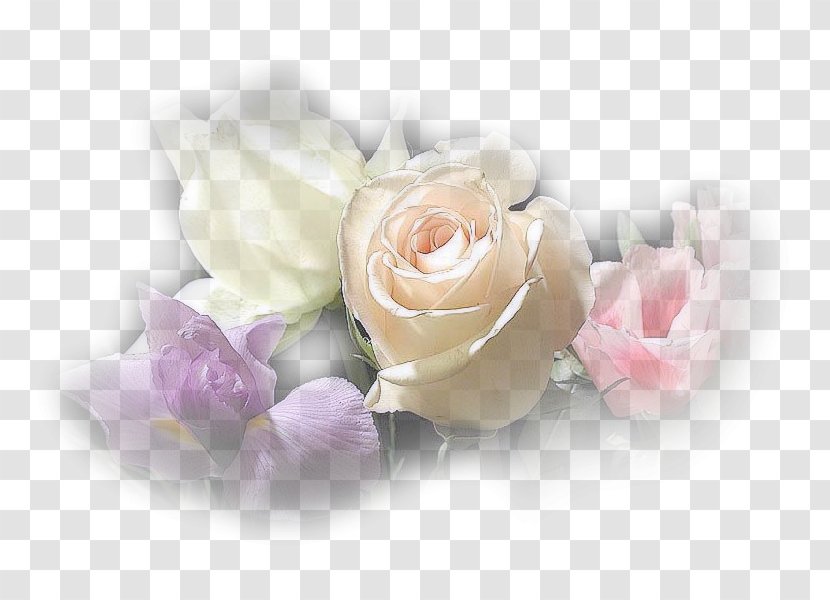 Garden Roses Dia Clip Art - Petal - Purple Transparent PNG