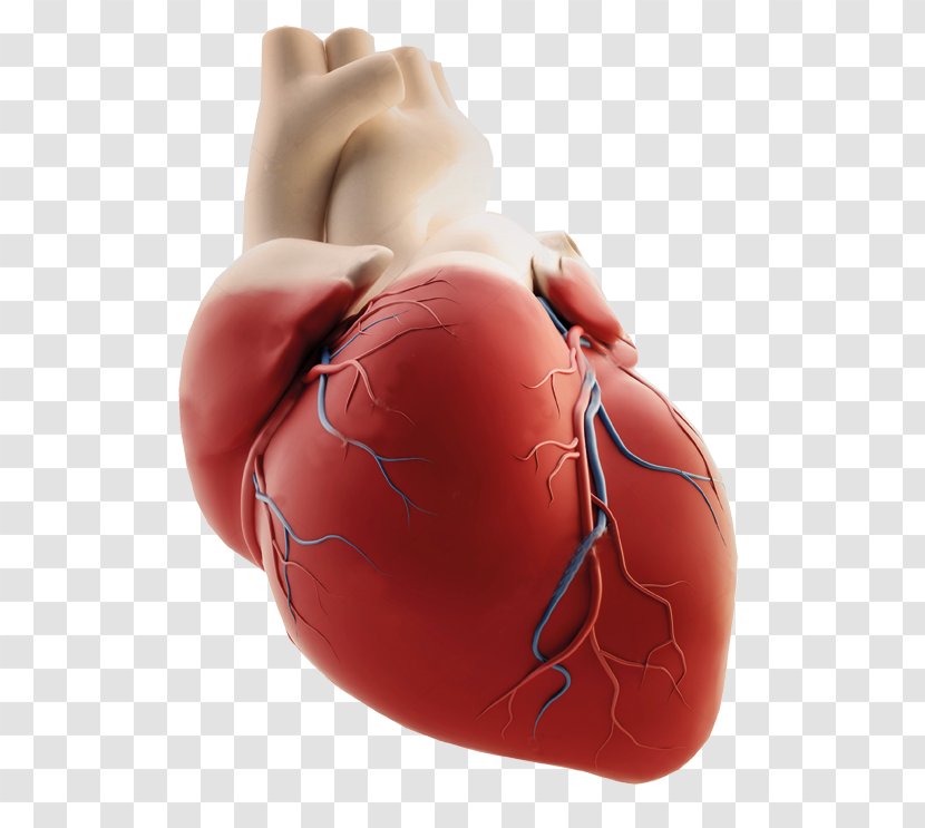 Saaol Heart Center Coronary Arteries Artery Disease Image - Tree Transparent PNG