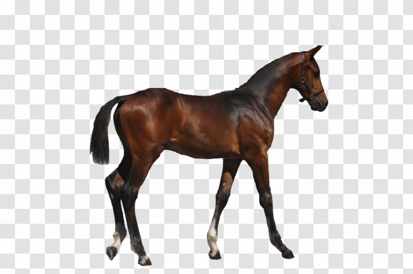 Stallion Foal Mare Colt Mustang - Mane Transparent PNG