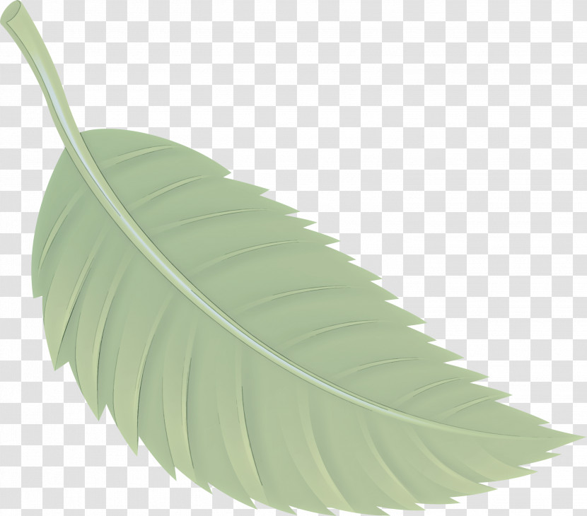 Feather Transparent PNG