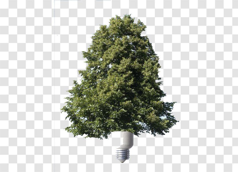 Energy Conservation Spruce Renewable - Efficient Use - Creative Saving Trees Transparent PNG