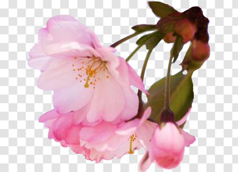 Cherry Blossom Spring Flower Prunus - Pink Transparent PNG