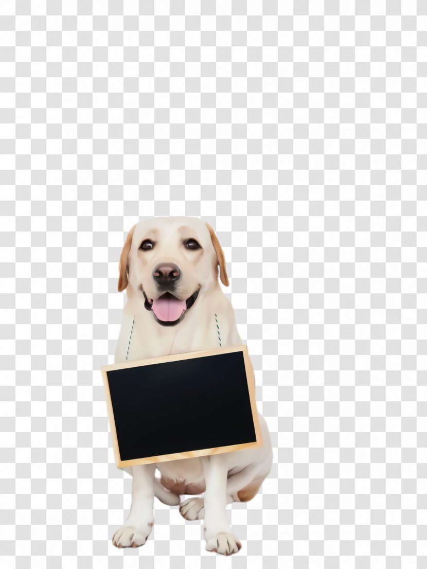Dog And Cat - Labrador Retriever - Bow Tie Fawn Transparent PNG