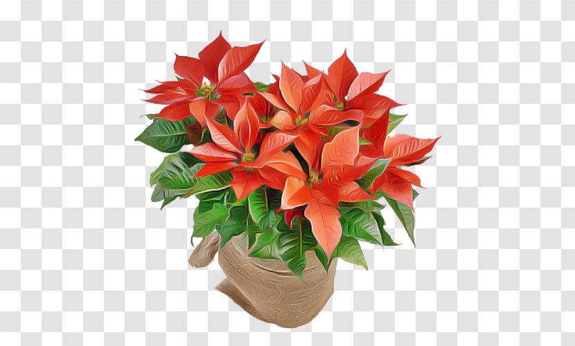 Flower Plant Poinsettia Red Flowerpot - Bouquet Lily Transparent PNG