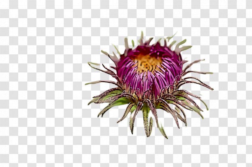 Flower Plant Thistle China Aster Wildflower - Passion Transparent PNG