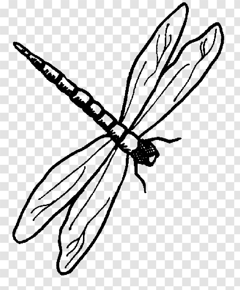 Dragonfly Drawing Animal Clip Art - Artwork Transparent PNG