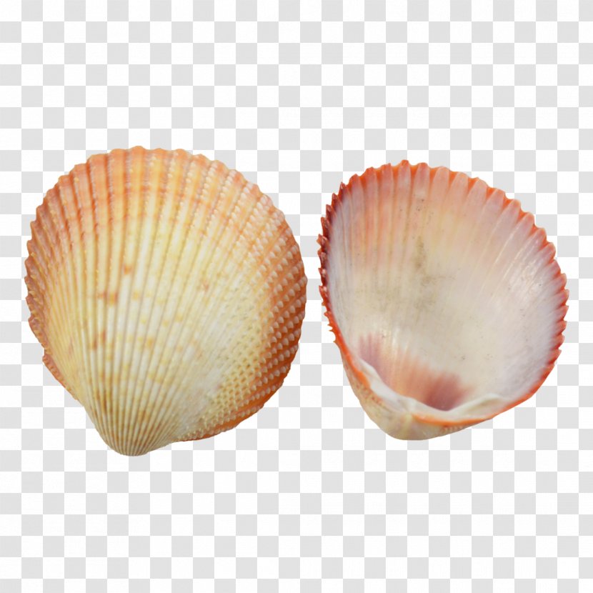 Cockle Clam Seashell Conchology Scallop Transparent PNG