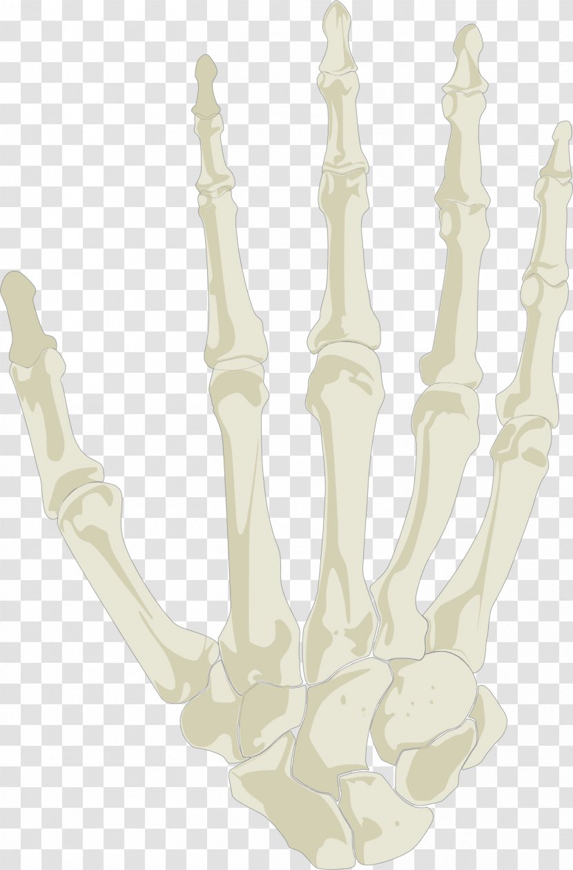 Hand Human Skeleton Skull - Lighting Transparent PNG