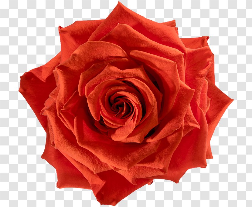 Cabbage Rose Garden Roses Flower Floribunda - Blue - Orange Petals Transparent PNG