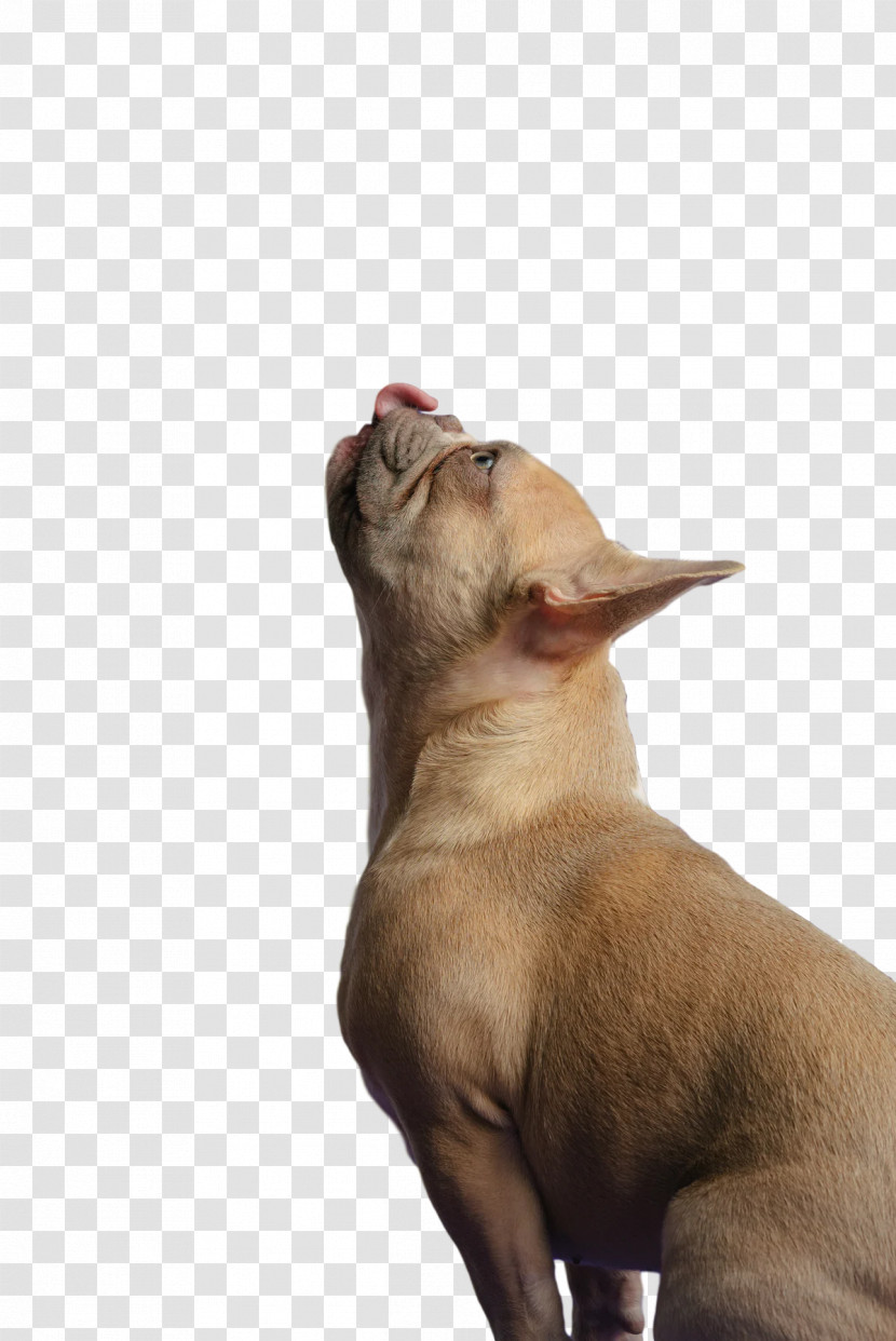 Chihuahua Puppy Snout Breed Dog Transparent PNG