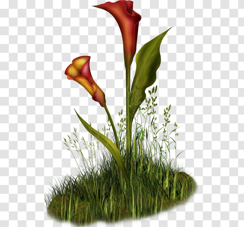.de Flower .me Clip Art - Friendship - Flowering Plant Transparent PNG