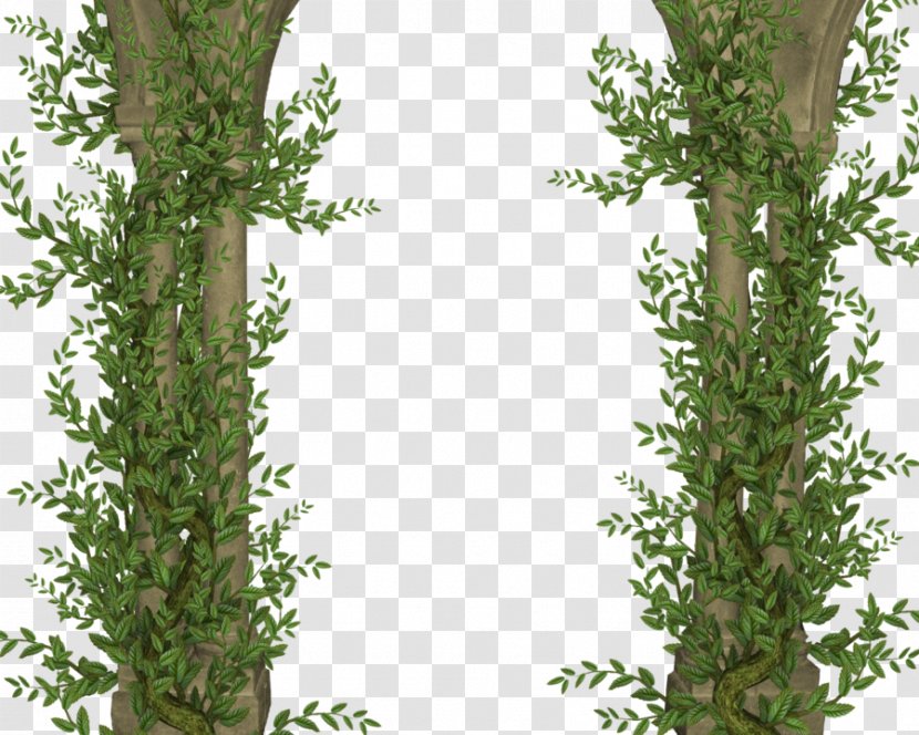 Tree Column DeviantArt - Evergreen - PILLAR Transparent PNG