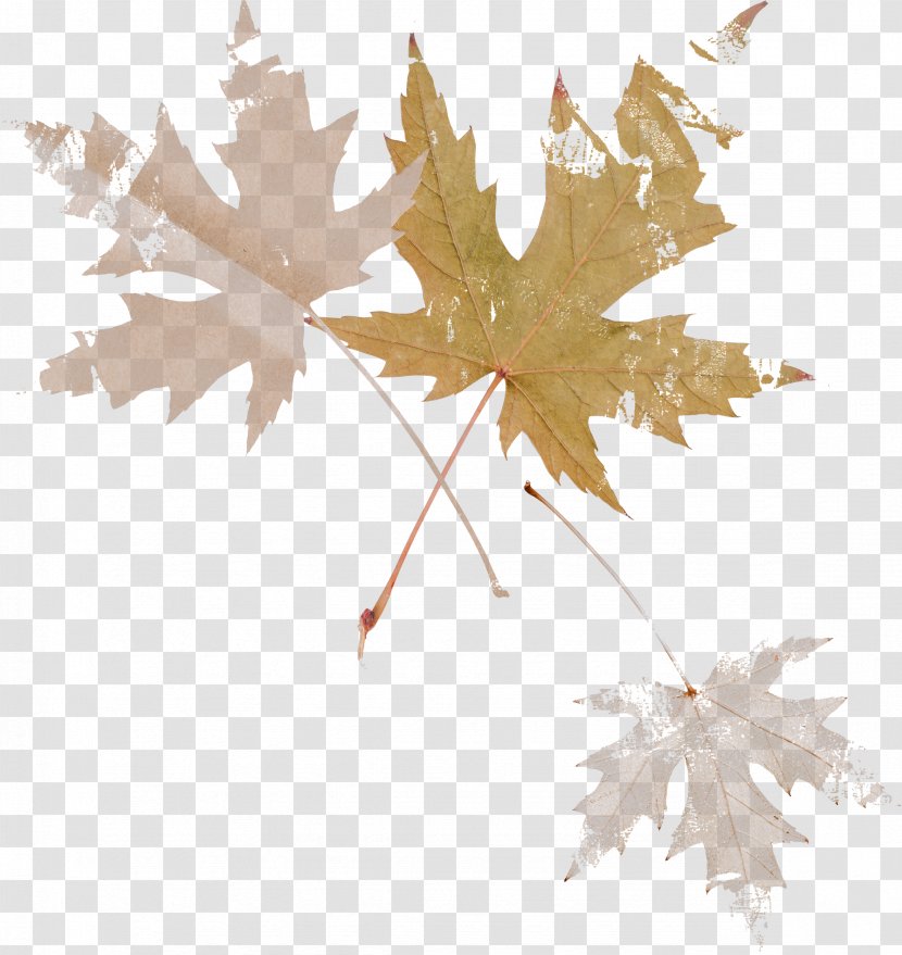 Maple Leaf Autumn Image - Tree Transparent PNG