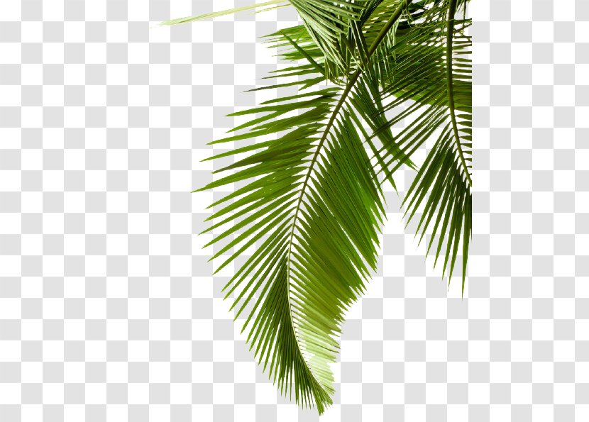 Leaf Palm Trees Image Shrub Transparent PNG
