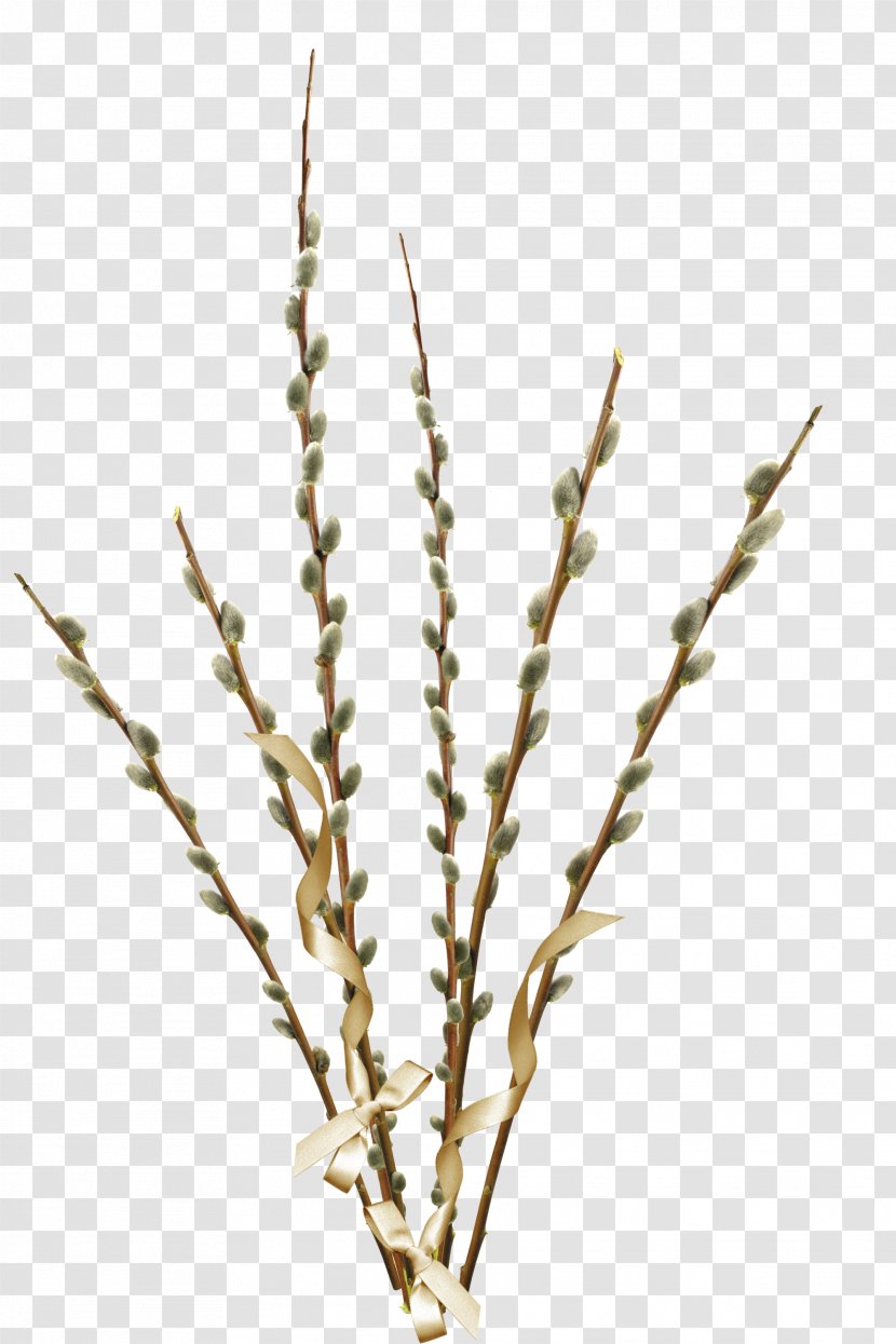 Willow Palm Sunday Clip Art - Commodity - Trout Transparent PNG