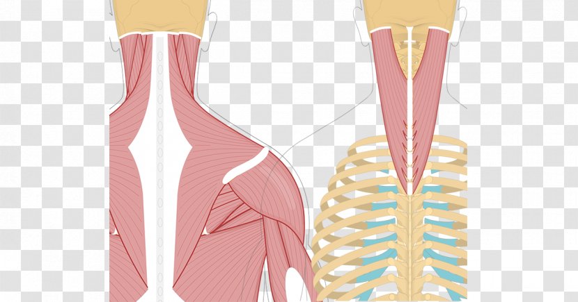 Splenius Capitis Muscle Cervicis Semispinalis Muscles - Frame - Neck Transparent PNG