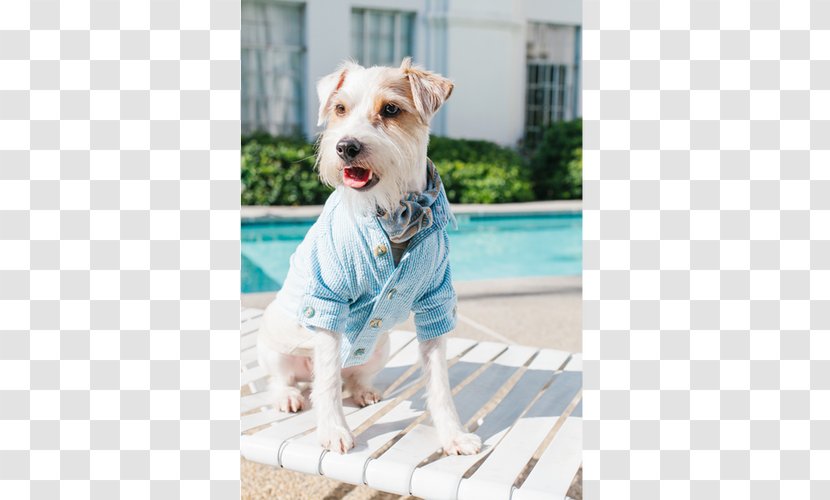 Dog Breed Terrier Companion Clothes Transparent PNG