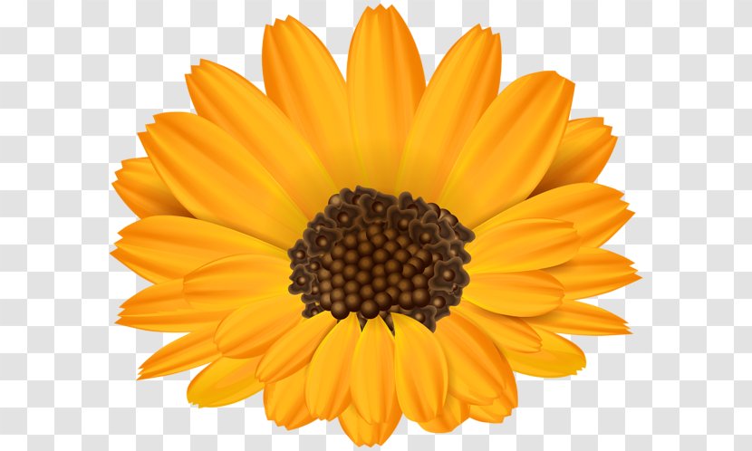 Common Sunflower Stock Photography Clip Art - Flower Transparent PNG