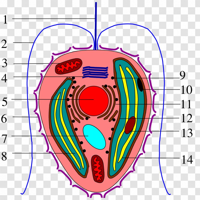 Haptophyte Coccolithophore Algae Flagellum Organism - Flower - Cavernous Cell Transparent PNG