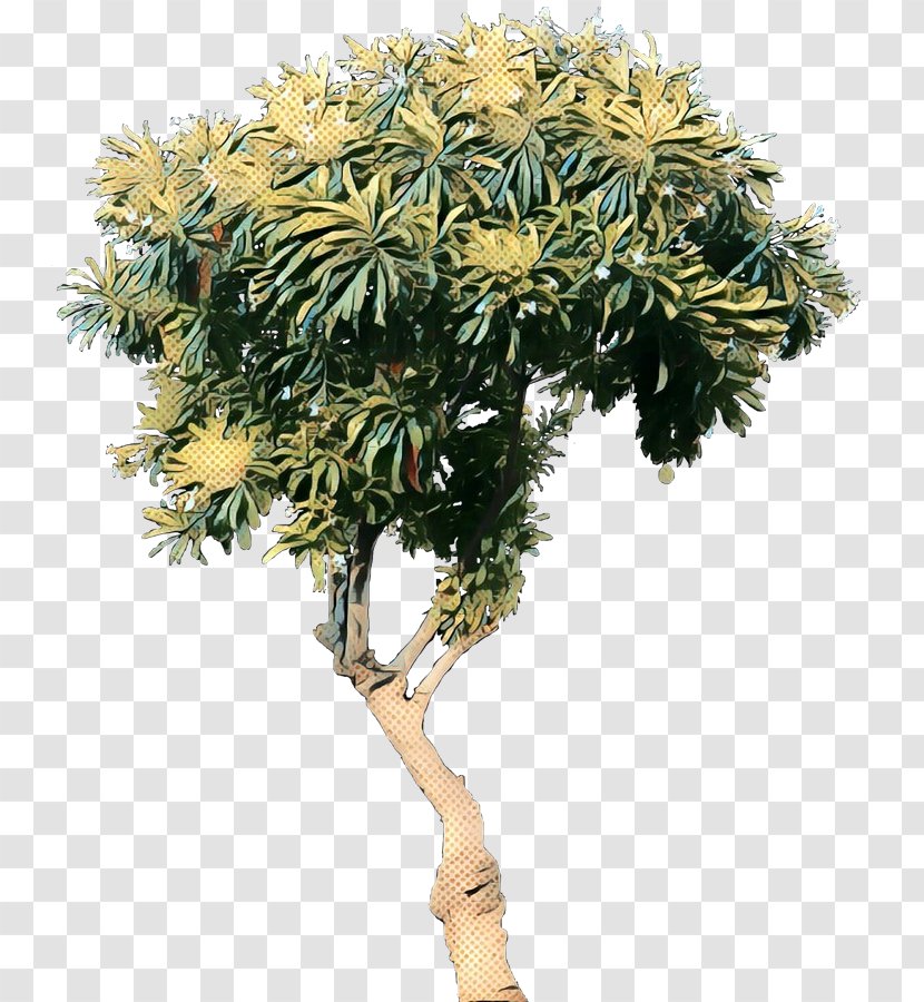 Palm Tree Background - Bonsai - Plant Stem Woody Transparent PNG
