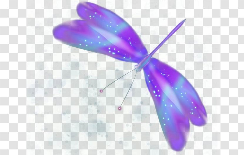 Butterfly Purple - Insect - Colorful Transparent PNG