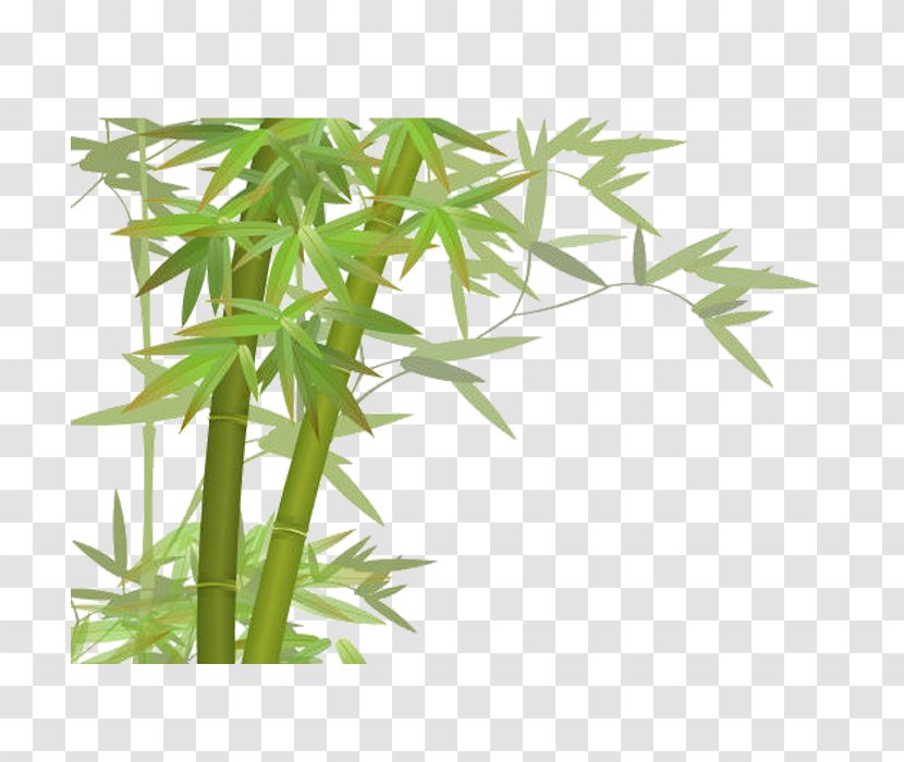 Bamboo - Grass Family - Green Transparent PNG