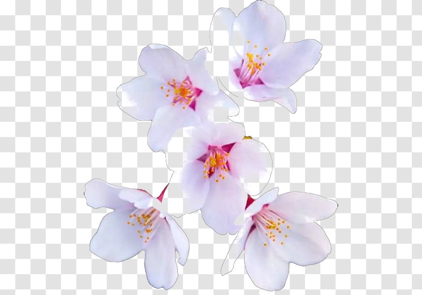 Cherry Blossom Flower Paper - Flowering Plant Transparent PNG