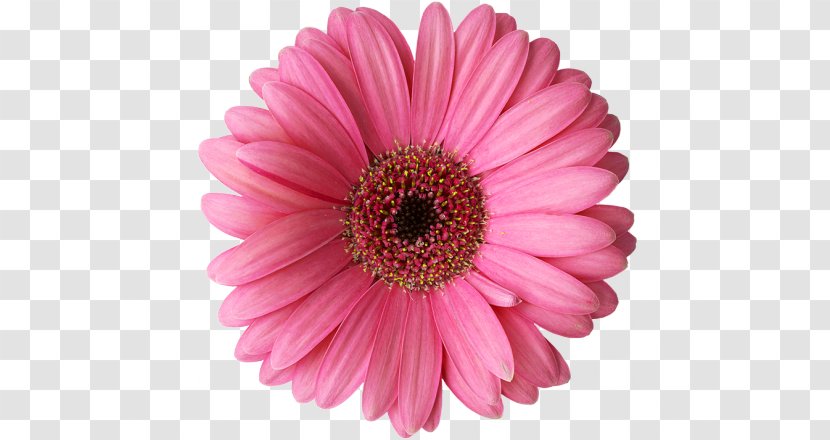 Rose Common Daisy Flower Clip Art - Photography Transparent PNG