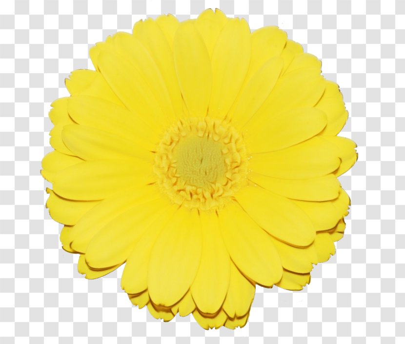 Yellow Flower English Marigold Gerbera Petal - Pollen Cut Flowers Transparent PNG
