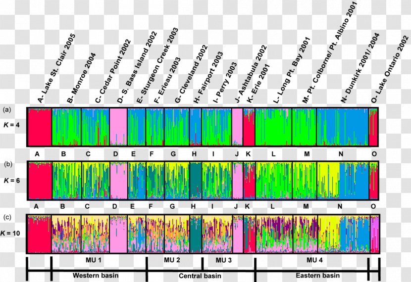 Genetic Structure Population Genetics Microsatellite Variation - Tree - Wen Transparent PNG