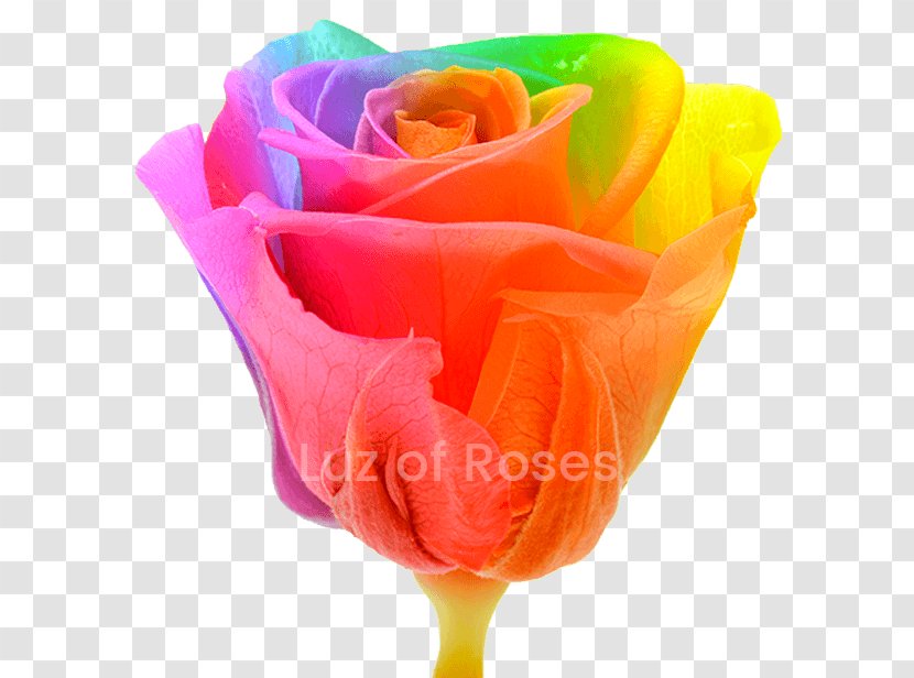 Garden Roses Rainbow Rose Photography Royalty-free - Flower Transparent PNG