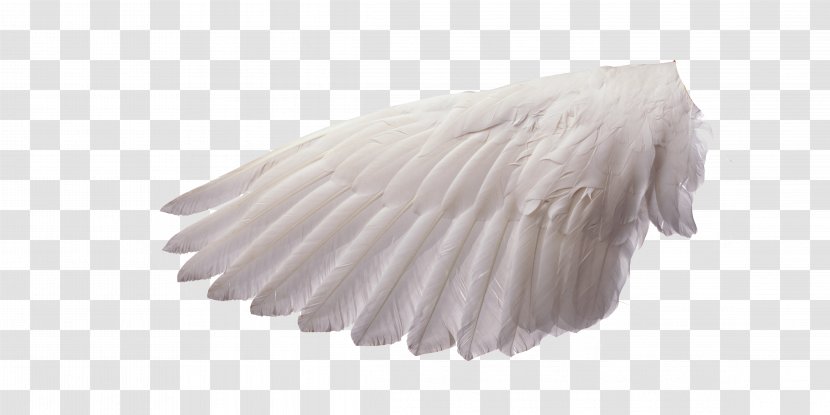 Spirit-led Preaching: The Holy Spirits Role In Sermon Preparation And Delivery Bible Preacher Pastor - God - Angel Wings Transparent PNG