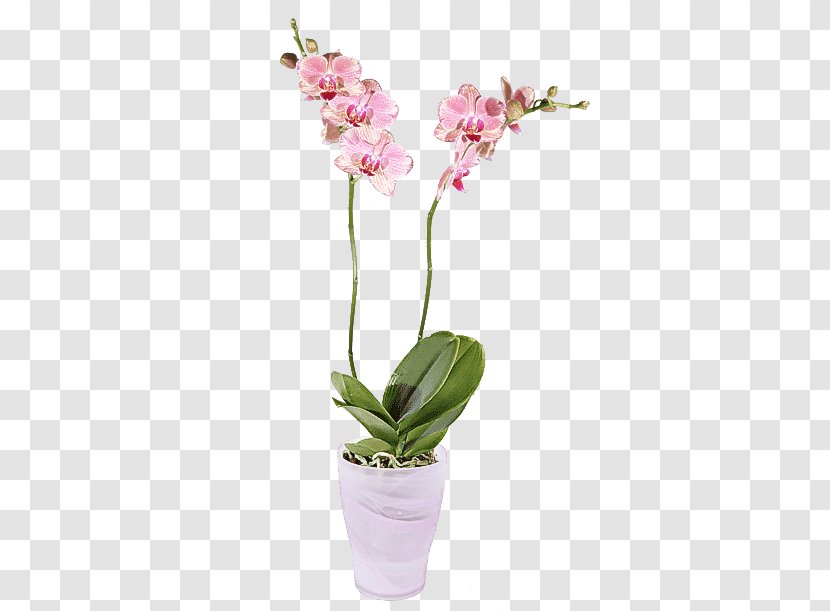 Flower Flowering Plant Moth Orchid Pink - Cut Flowers Houseplant Transparent PNG