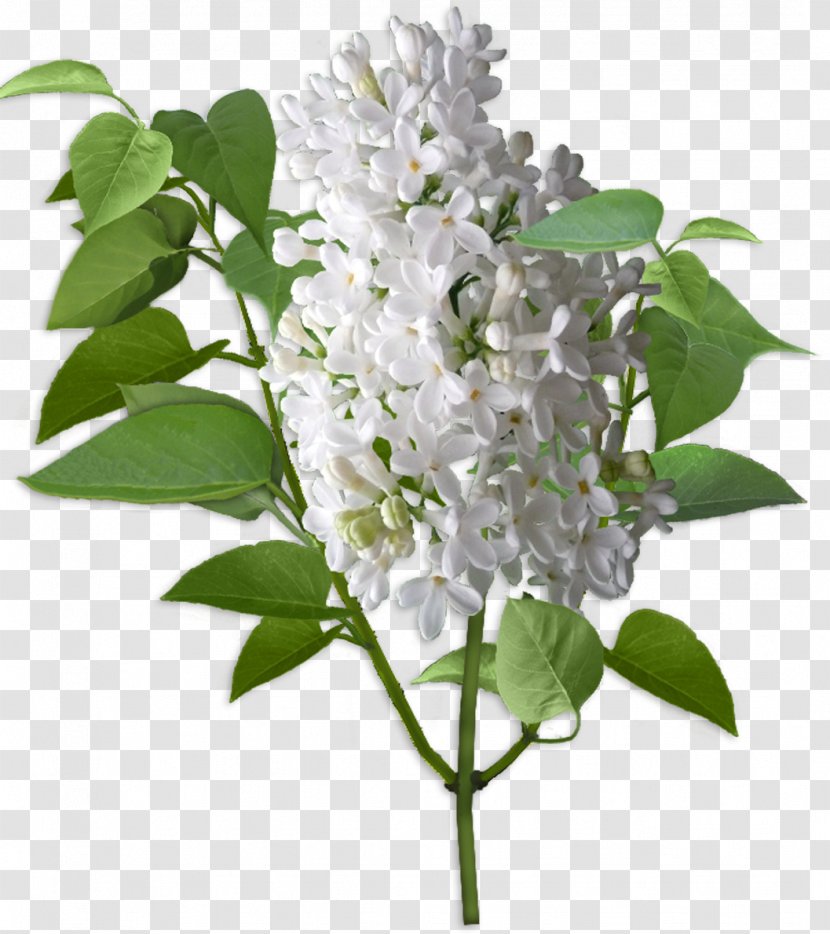 Lilac Cut Flowers Shrub Ярмарка Мастеров - Flower Transparent PNG