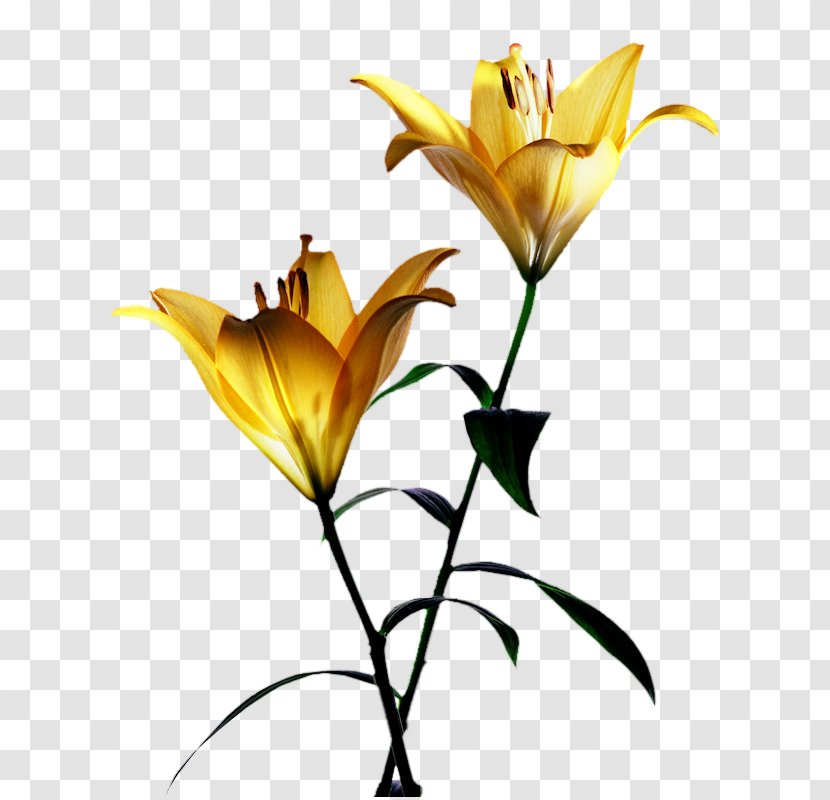Desktop Wallpaper Yellow Lilium Flower - Common Sunflower Transparent PNG