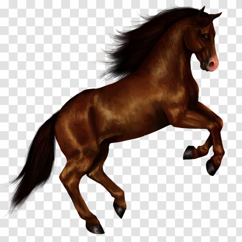 American Paint Horse Standing Clip Art - Sorrel Transparent PNG