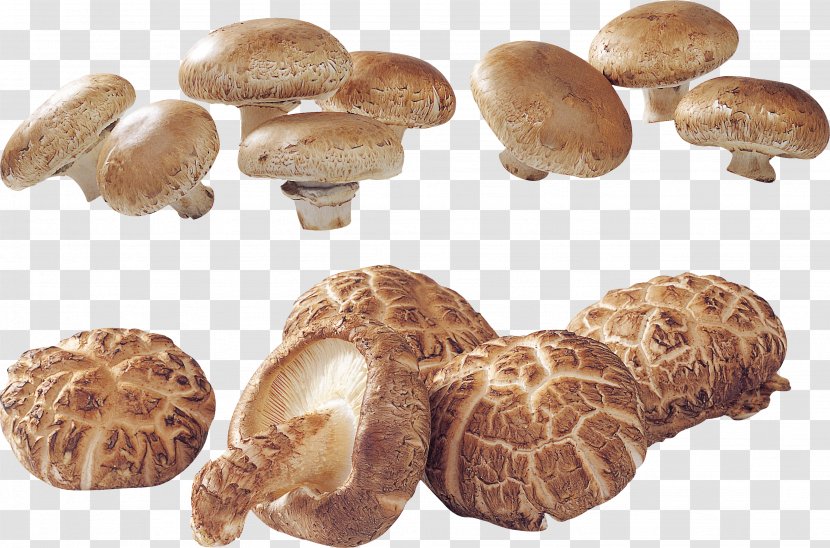 Edible Mushroom Matsutake Shiitake Agaricaceae - Oyster Transparent PNG