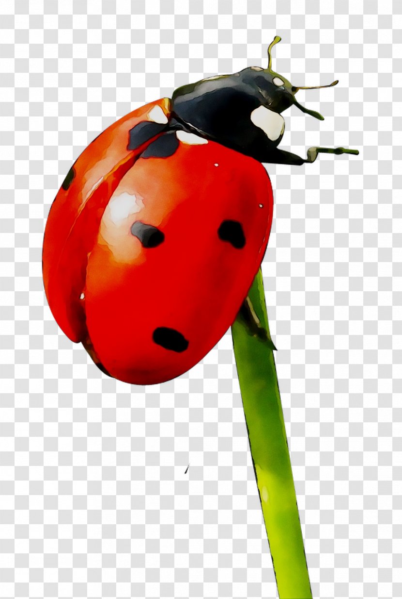 Painting Ladybird Beetle Art Museum Label Insect - Plant Stem - Arte Transparent PNG
