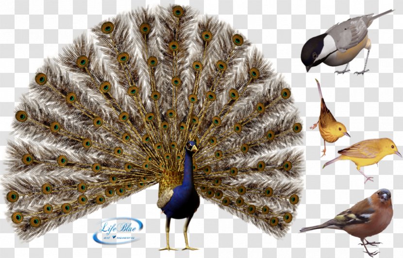 Bird Peafowl Illustration - Feather Transparent PNG