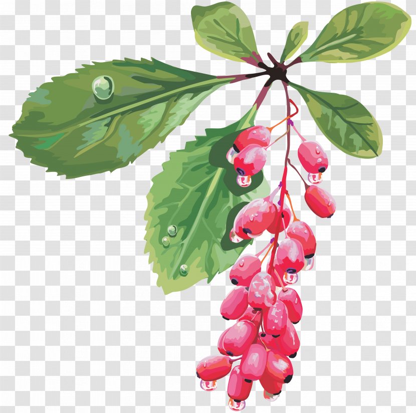 Barberry Fruit Cherry Red Mulberry - Branch - Berries Transparent PNG